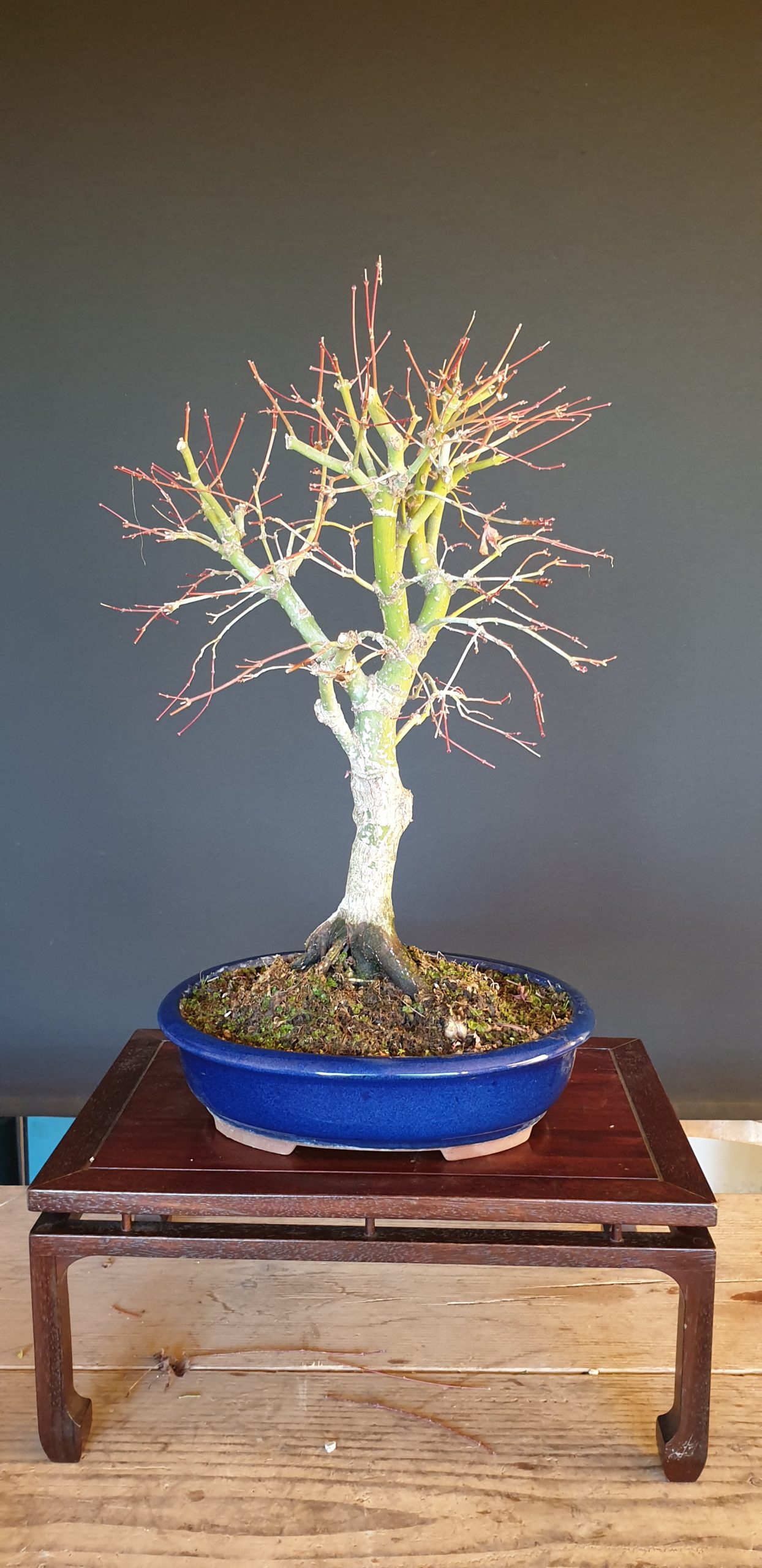 Acero palmato bonsai - Acer palmatum 